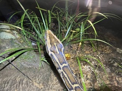Python bivittatus