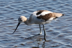 Recurvirostra americana