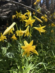 Lilium parryi