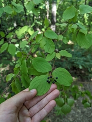 Cornus sanguinea