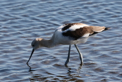 Recurvirostra americana