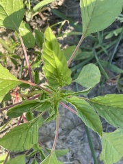 Amaranthus palmeri