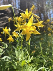 Lilium parryi