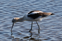 Recurvirostra americana