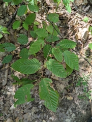 Carpinus