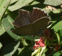 Zizeeria knysna