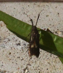 Eretmocera impactella