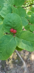 Lonicera utahensis
