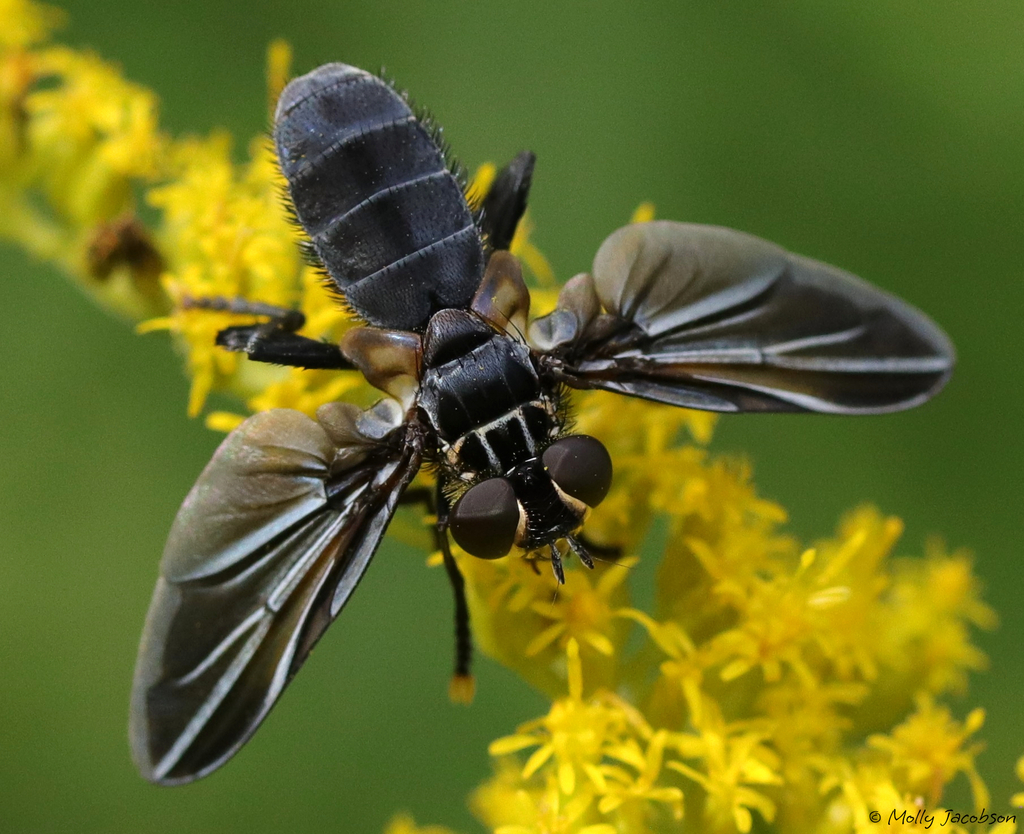 Trichopoda lanipes