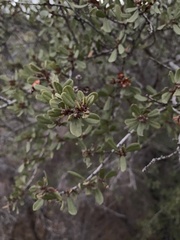 Ceanothus megacarpus