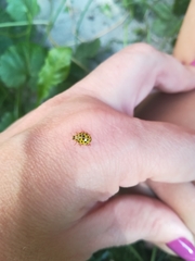 Psyllobora vigintiduopunctata