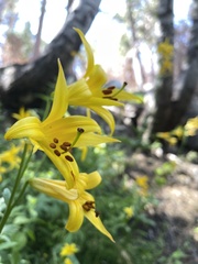 Lilium parryi