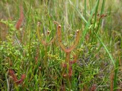 Drosera binata
