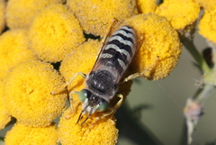 Bembix americana