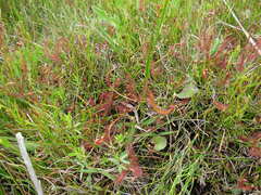 Drosera binata