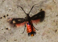 Eretmocera impactella