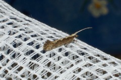 Plutella xylostella-australiana