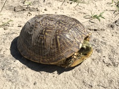 Terrapene ornata