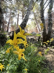 Lilium parryi