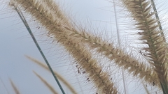 Cenchrus polystachios