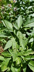 Osmorhiza occidentalis