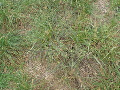 Sisymbrium officinale