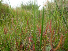 Drosera binata
