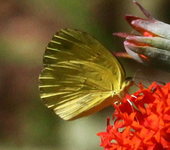 Eurema hecabe