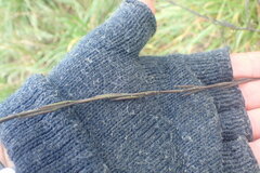 Sisymbrium officinale