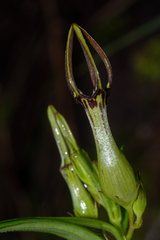 Ceropegia noorjahaniae