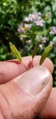 Osmorhiza occidentalis