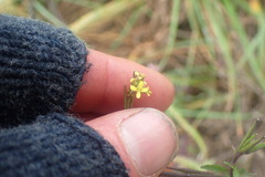 Sisymbrium officinale