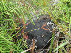 Drosera binata