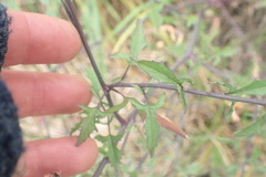 Sisymbrium officinale