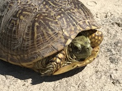 Terrapene ornata