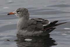 Larus heermanni