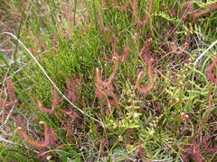 Drosera binata