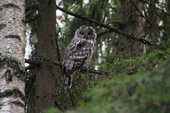 Strix uralensis