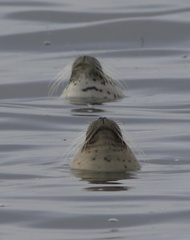 Phoca vitulina richardii