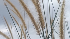 Cenchrus polystachios