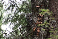 Strix uralensis