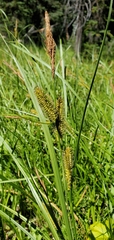 Carex utriculata