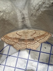 Scopula imitaria