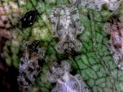 Corythucha marmorata