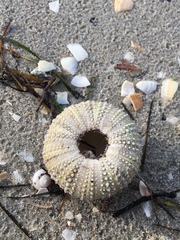 Heliocidaris erythrogramma