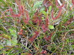 Drosera binata