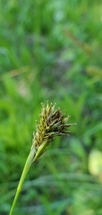 Carex luzulina