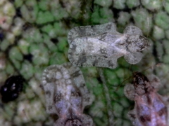 Corythucha marmorata