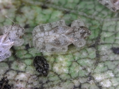 Corythucha marmorata