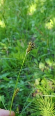 Carex luzulina